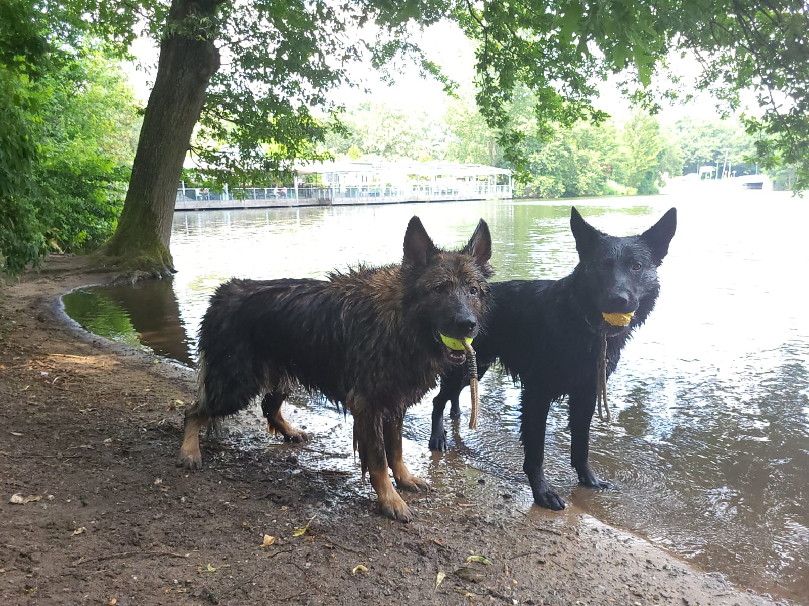 Akeeba und Goethe am Wasser