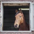 Landesreiterstaffel Pferd in Box