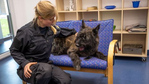 Training of a data storage detection dog