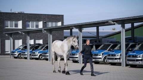 Der Weg zur Koppel führt an Dienstwagen mit Pferdeanhängern vorbei.