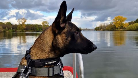 Diensthündin Trude auf einem Boot