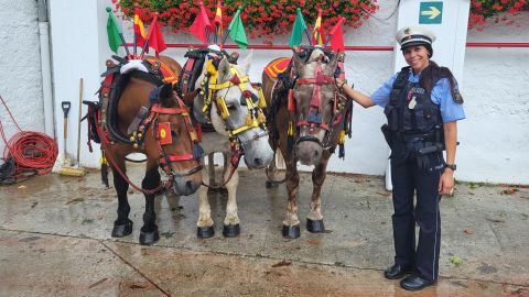 Traditional mules in the bullring