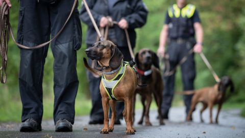 Once the harness is on, the four-legged friends know that things are getting serious.