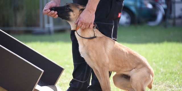 Vier Pfoten im Einsatz