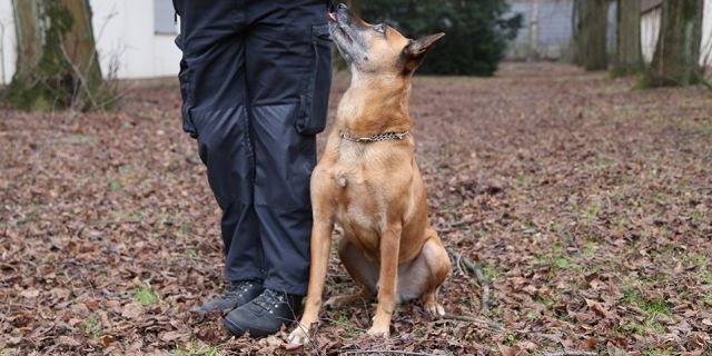 Allein die Präsenz von Diensthunden kann präventive Wirkung bei Polizeieinsätzen entfalten.